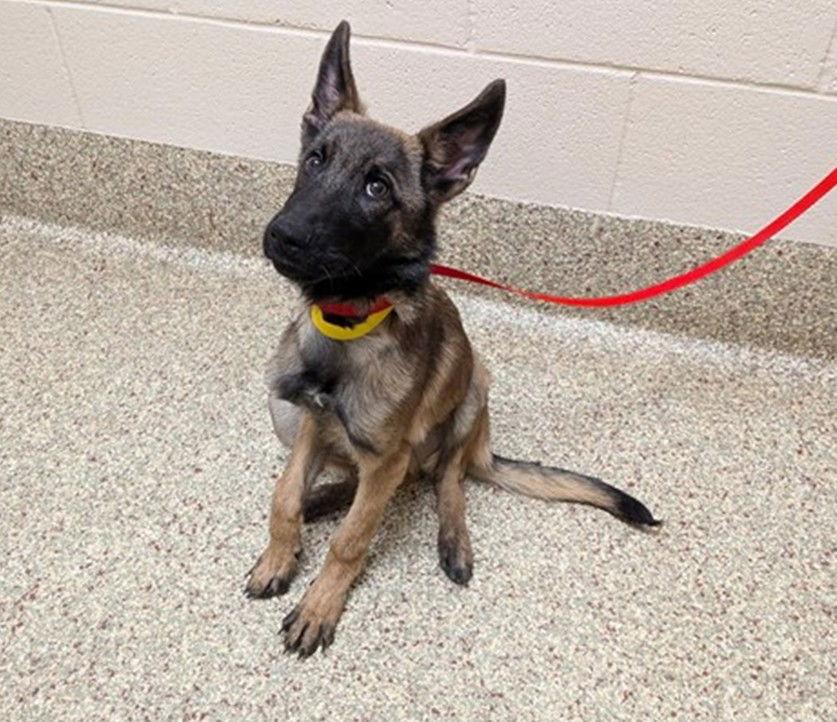 Enlarge Nik Bonnito, a Adoptable Belgian Shepherd / Malinois in Lakewood, CO image 3/3