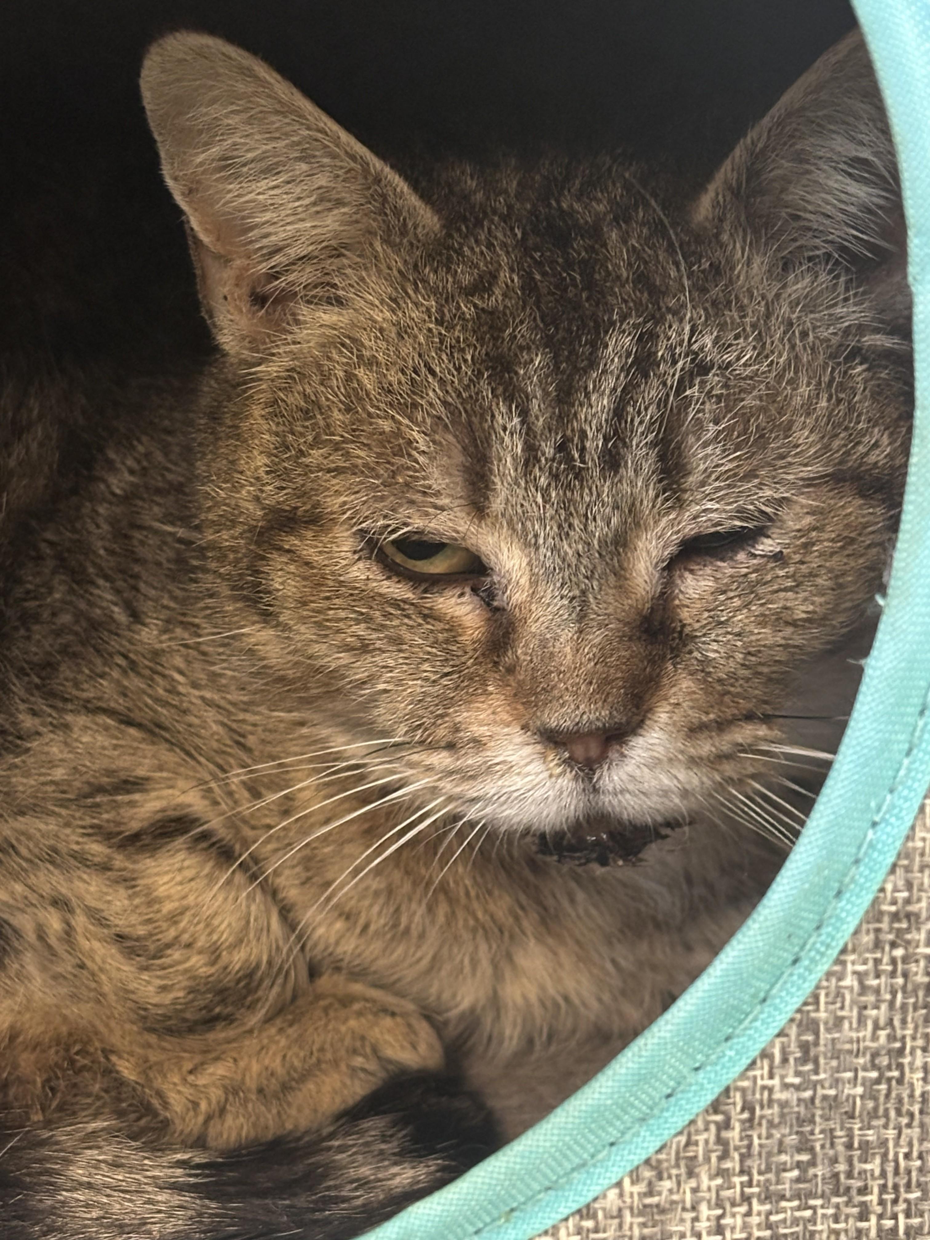 Van Zandt (Barn Cat), ADOPTABLE, Adult Female Domestic Short Hair.