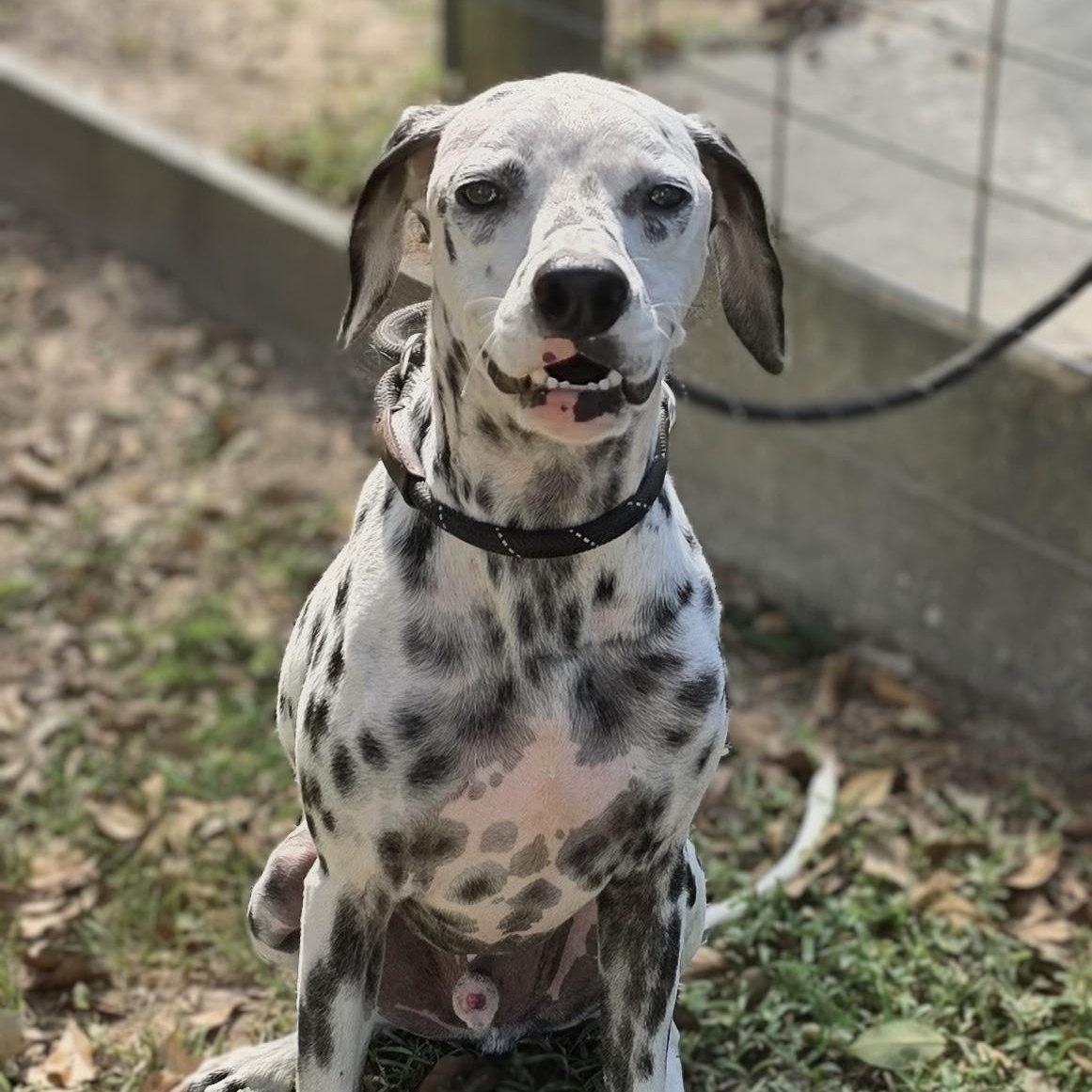 Enlarge Blaze, a Adoptable Dalmatian in Washington, WA image 1/6