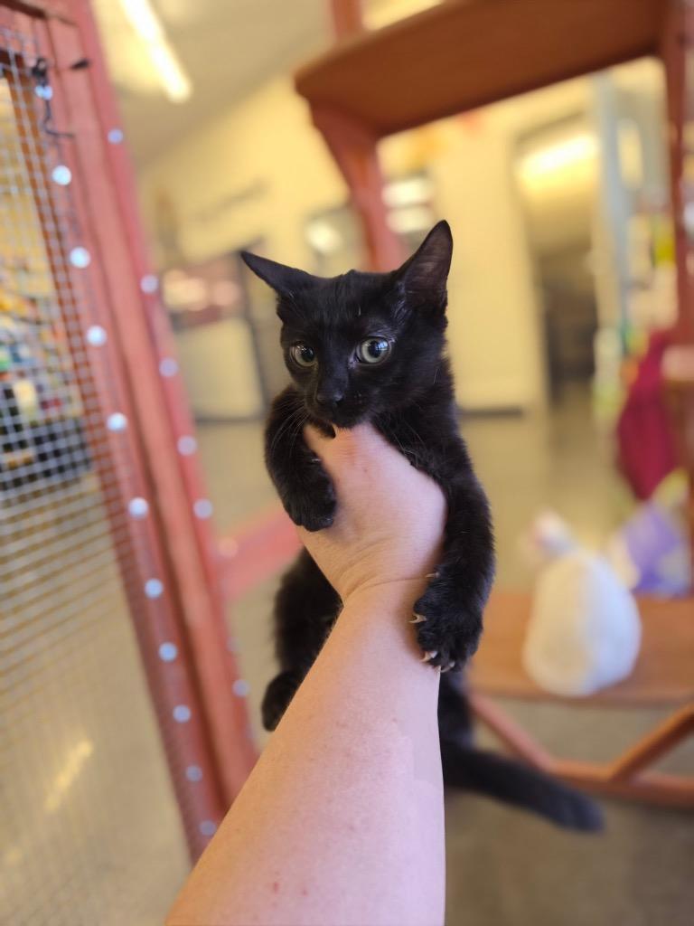 Sake, Adopted, Kitten Female Domestic Short Hair.