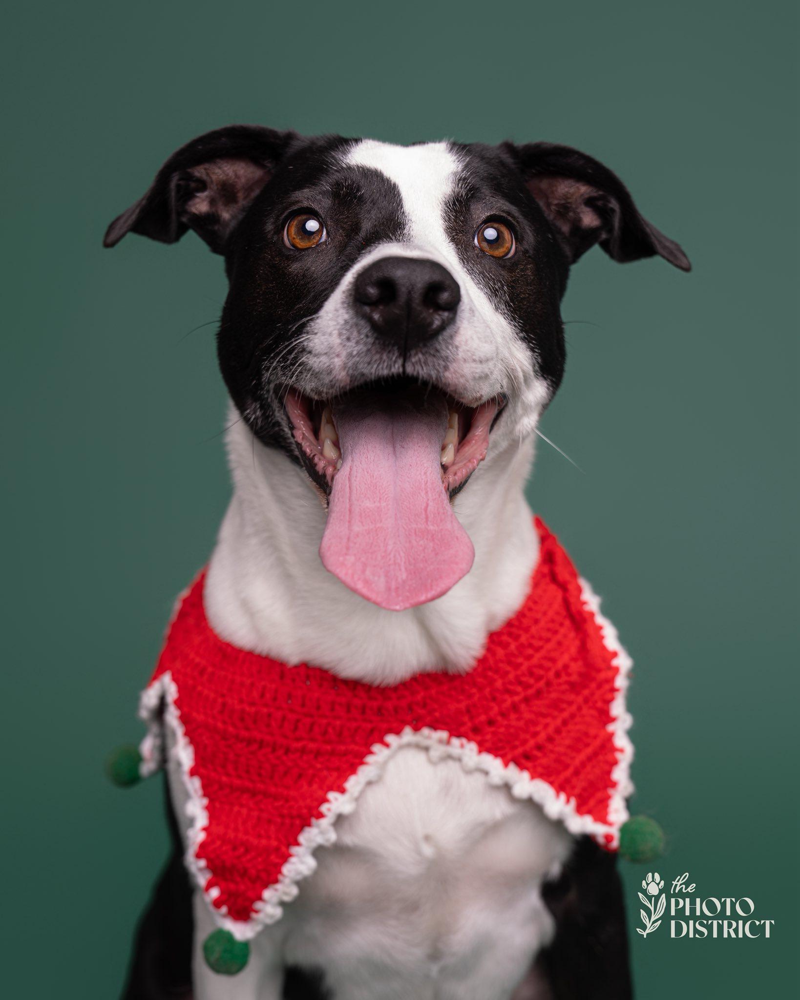 Enlarge Dash, a ADOPTABLE mixed breed in Wilmington, NC image 1/1