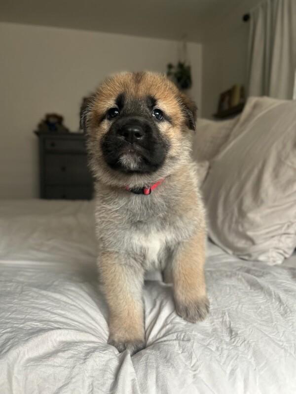 Lennon (red collar), Adoptable, Young Female German Shepherd Dog.