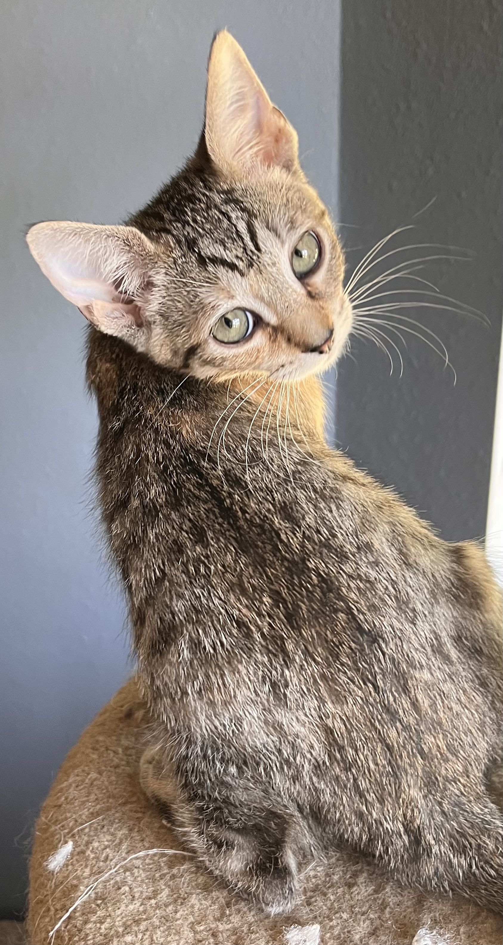 Nan, Adoptable, Adult Female American Shorthair.