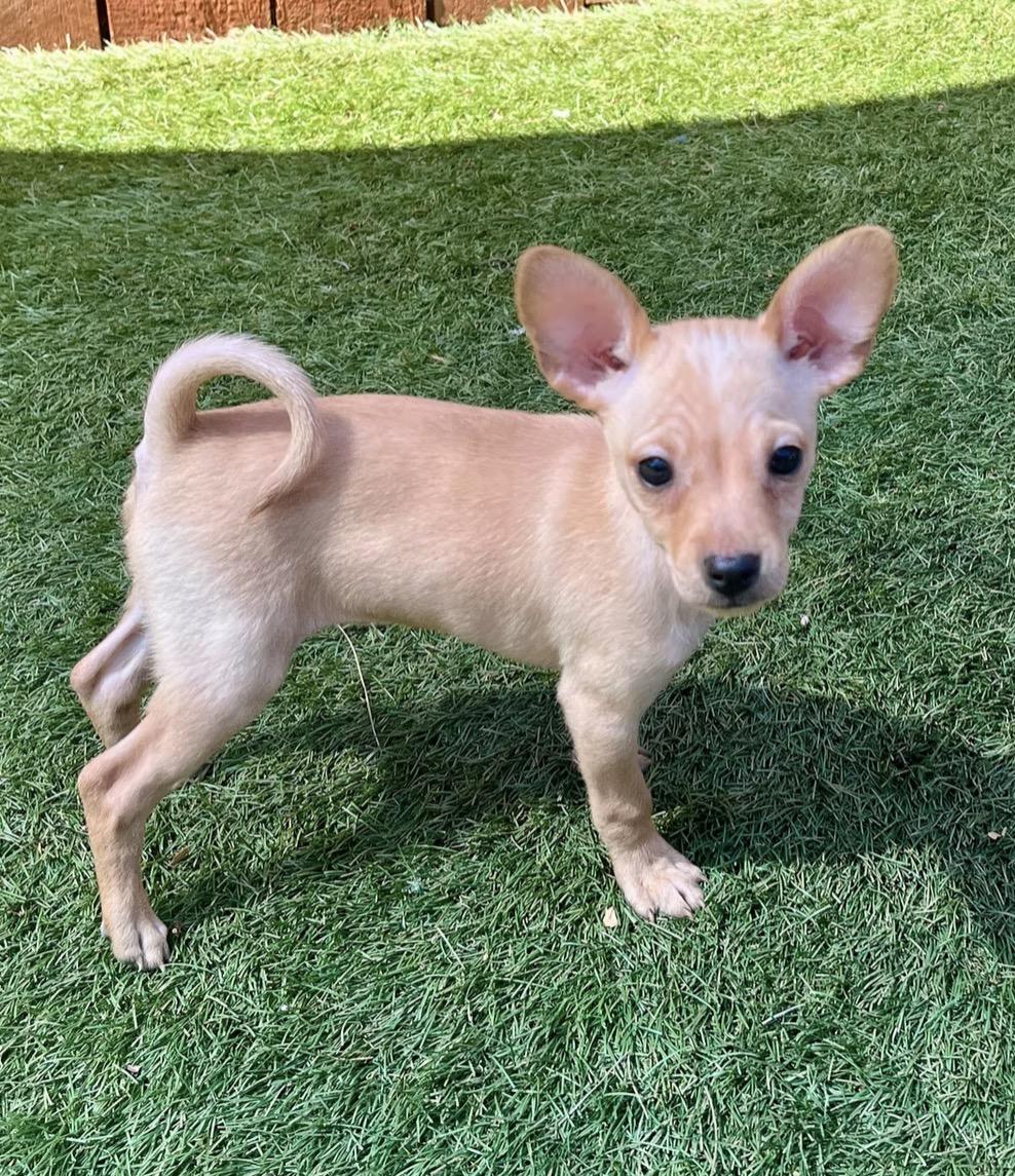 Enlarge Queen Maryanne, a ADOPTABLE mixed breed in El Cajon, CA image 1/1