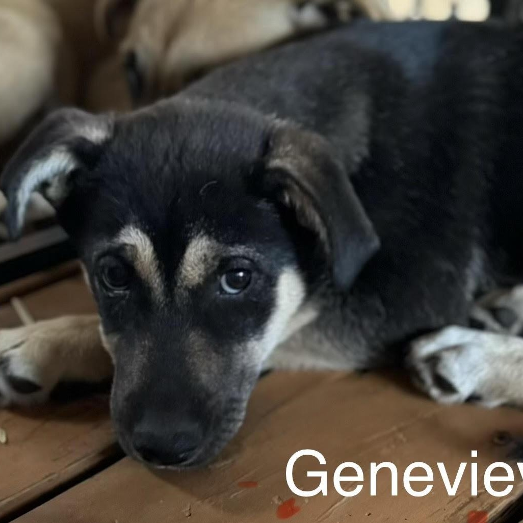 Genevieve, ADOPTABLE, Puppy Female Husky.
