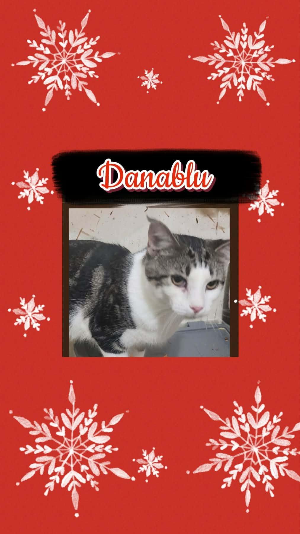 Enlarge Danablue, a ADOPTABLE Domestic Short Hair in Fitchburg, WI image 1/1