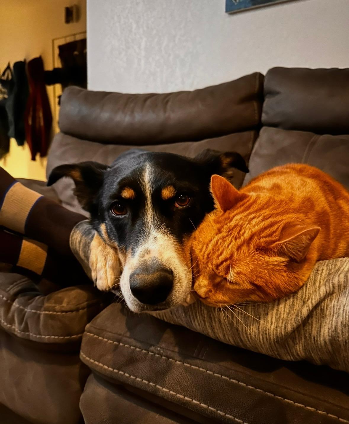 Haku, a ADOPTABLE Border Collie in Coarsegold, CA image 4/6
