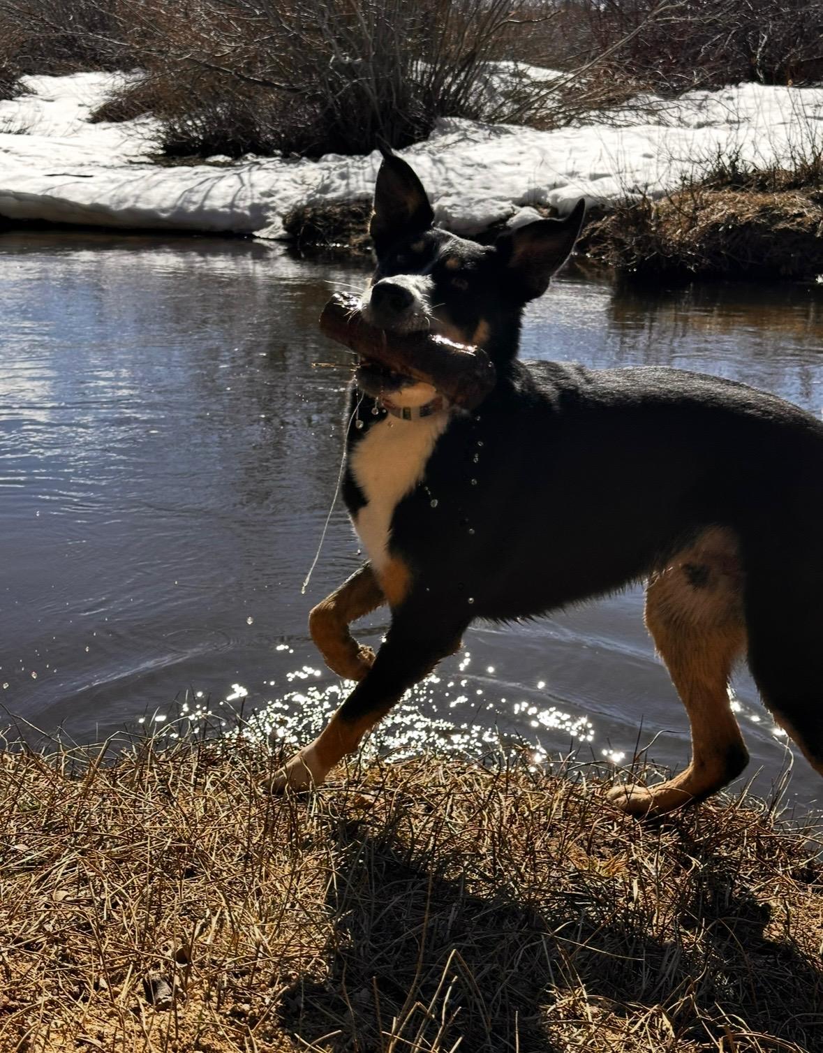 Haku, a ADOPTABLE Border Collie in Coarsegold, CA image 3/6