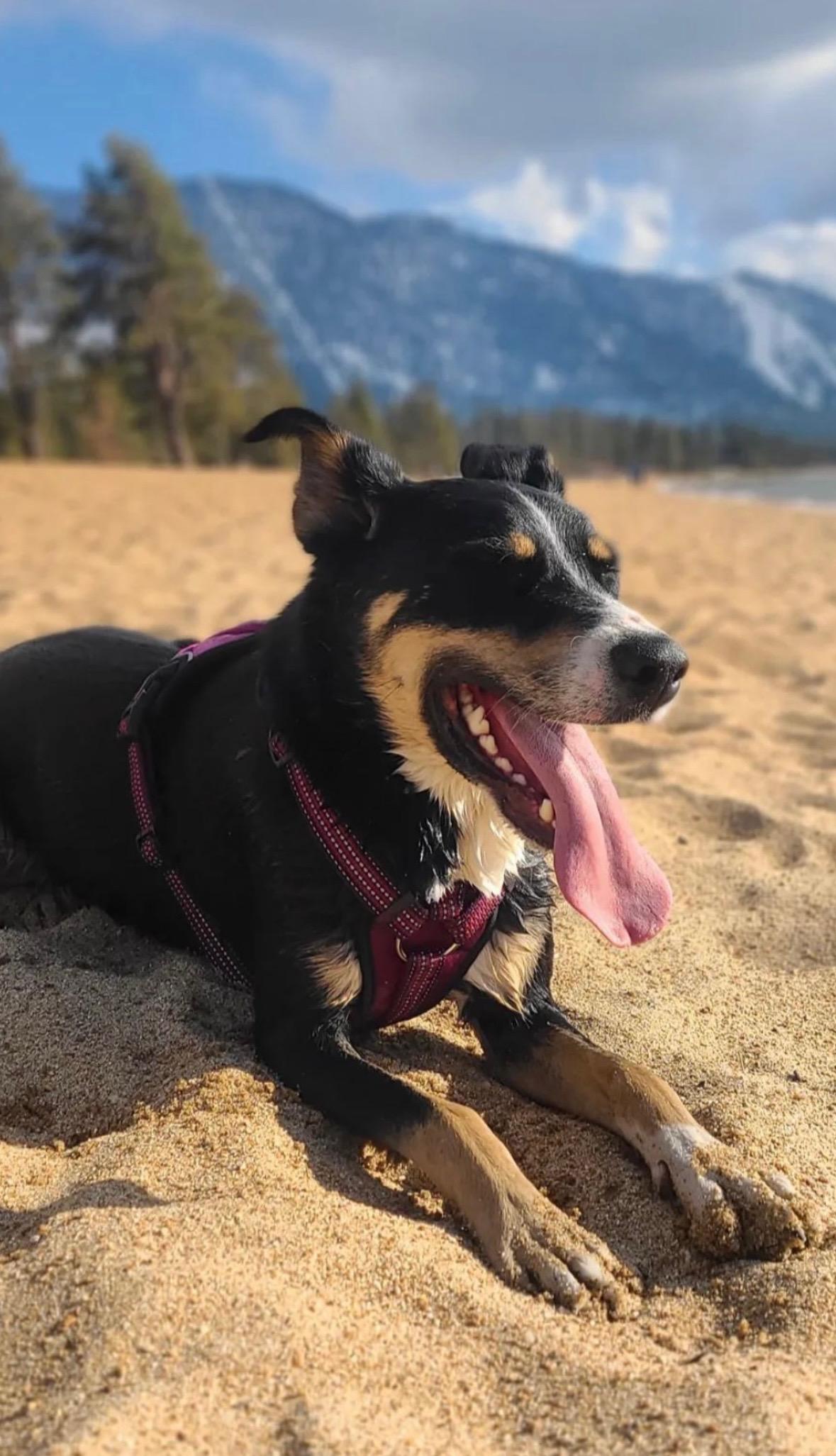 Haku, a ADOPTABLE Border Collie in Coarsegold, CA image 1/6