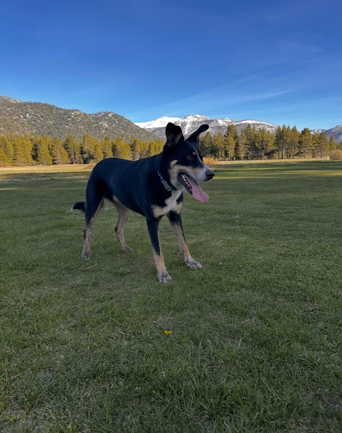 Haku, a ADOPTABLE Border Collie in Coarsegold, CA image 6/6