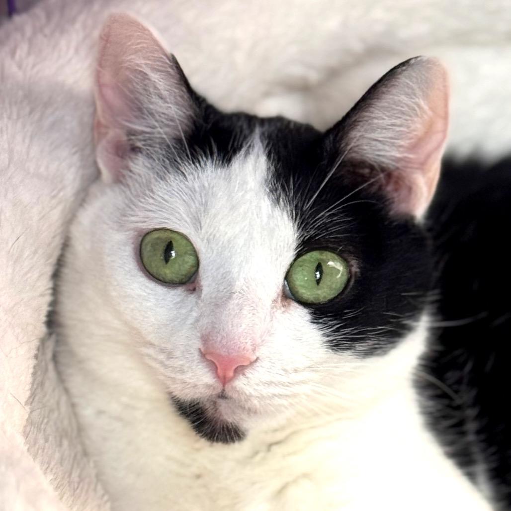 Phoebe, Adoptable, Adult Female Domestic Short Hair.