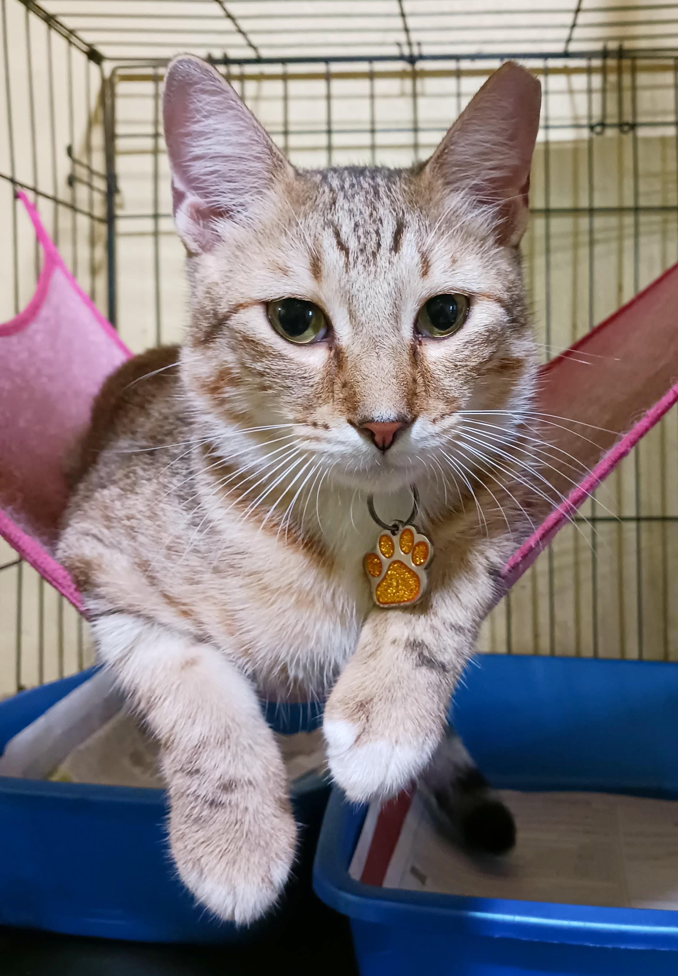 Enlarge Echo, a Adoptable Tabby in Chicago, IL image 2/5