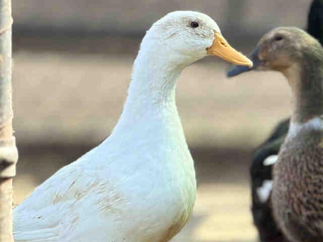 Enlarge DAISY, a Adoptable Duck in Bonita, CA image 1/1