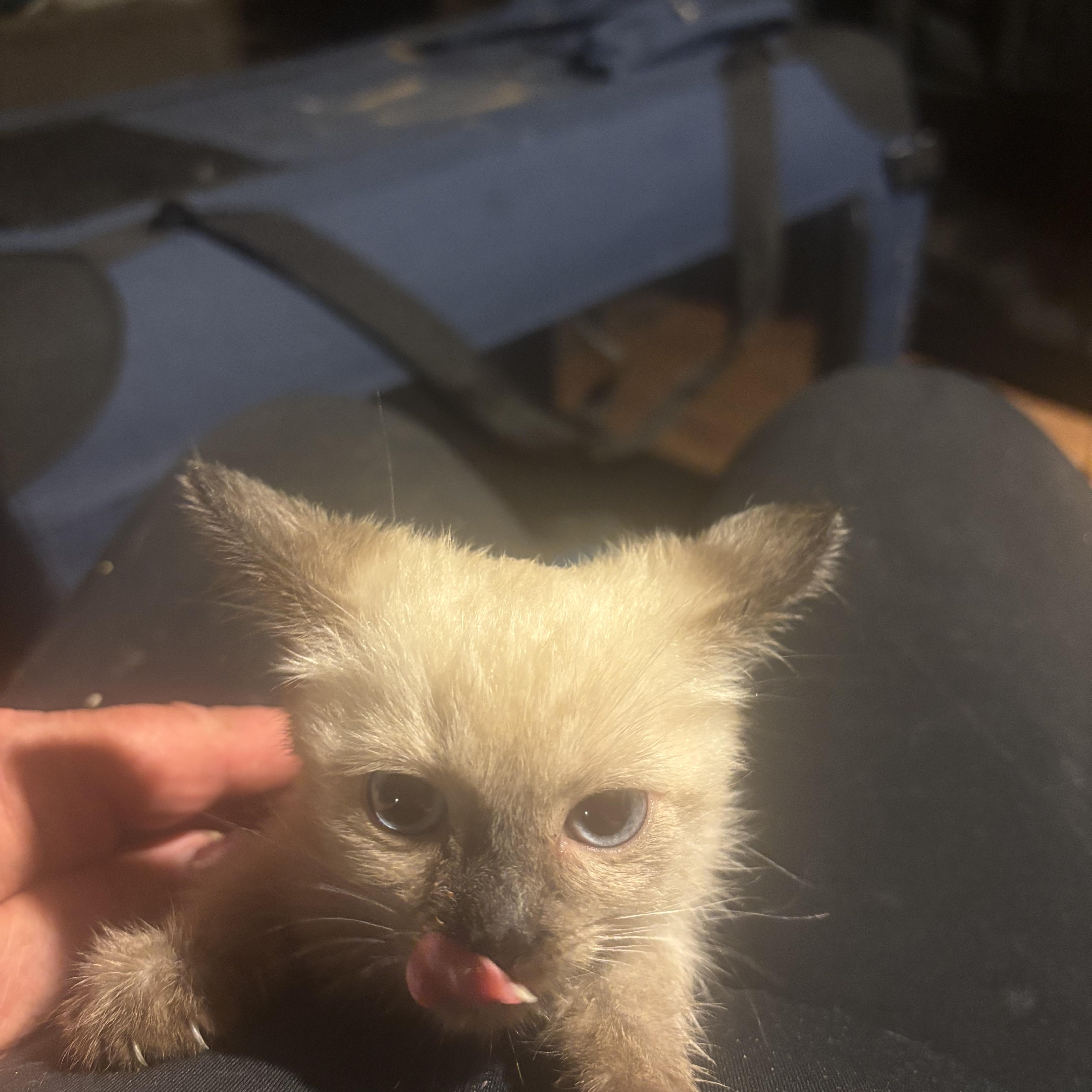 Enlarge Oolong, a Adopted mixed breed in Lancaster, CA image 2/4