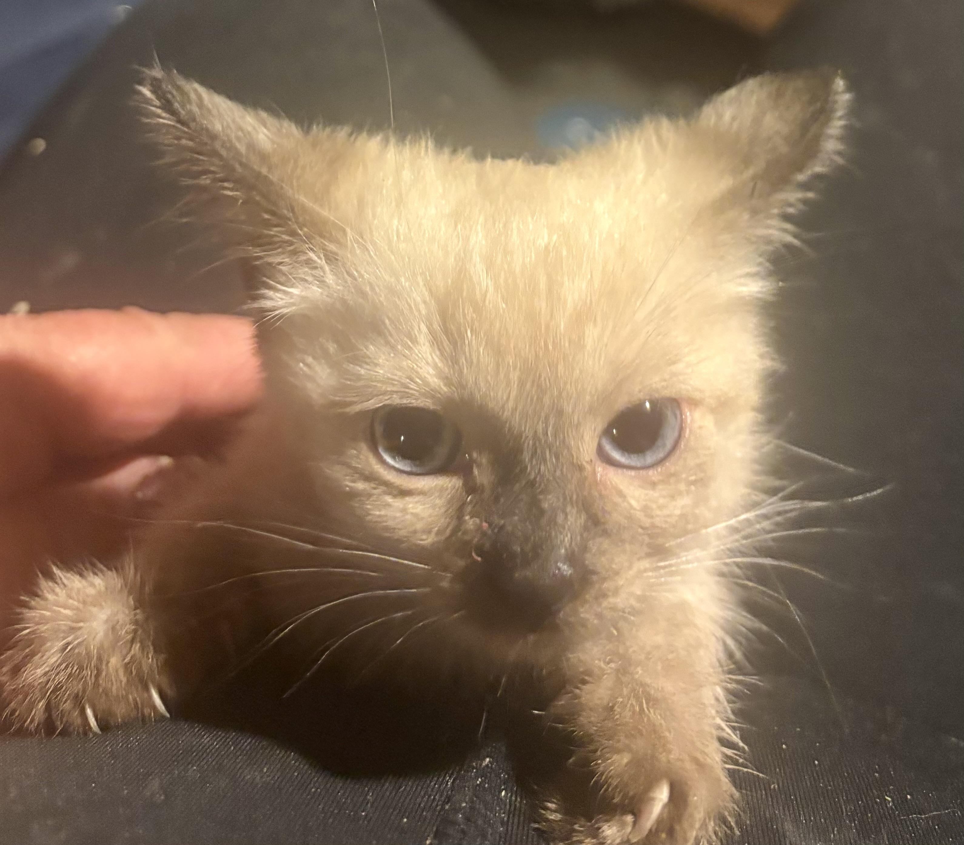 Enlarge Oolong, a Adopted mixed breed in Lancaster, CA image 4/4