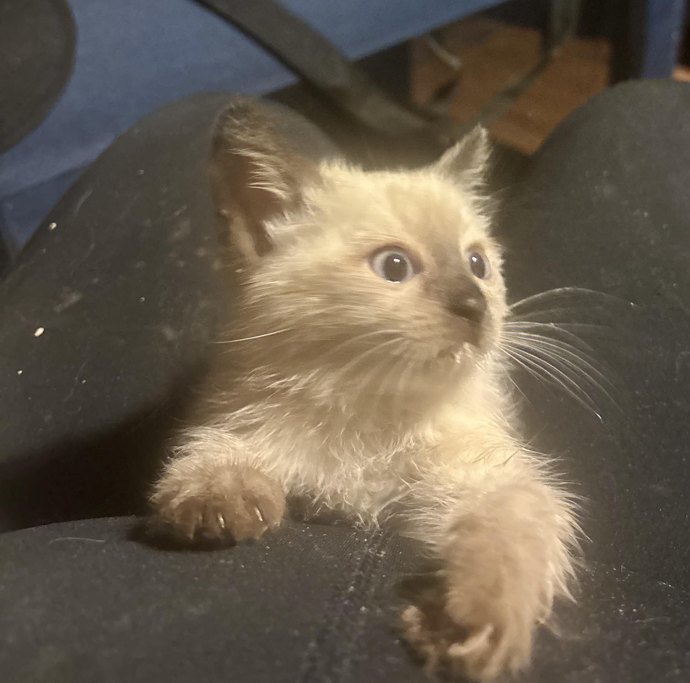 Enlarge Oolong, a Adopted mixed breed in Lancaster, CA image 3/4