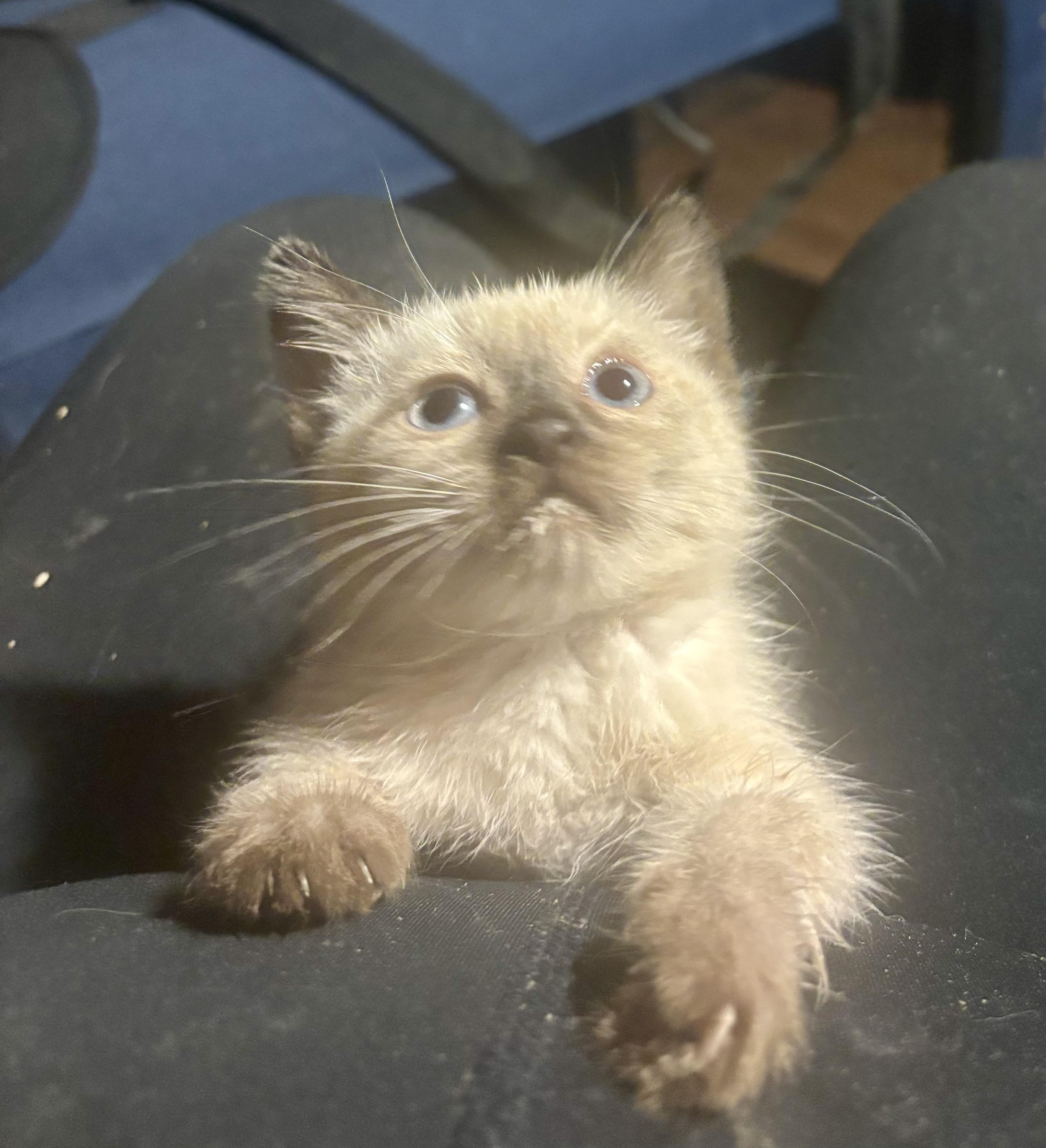 Oolong, Adopted, Kitten Male Himalayan & Domestic Medium Hair.