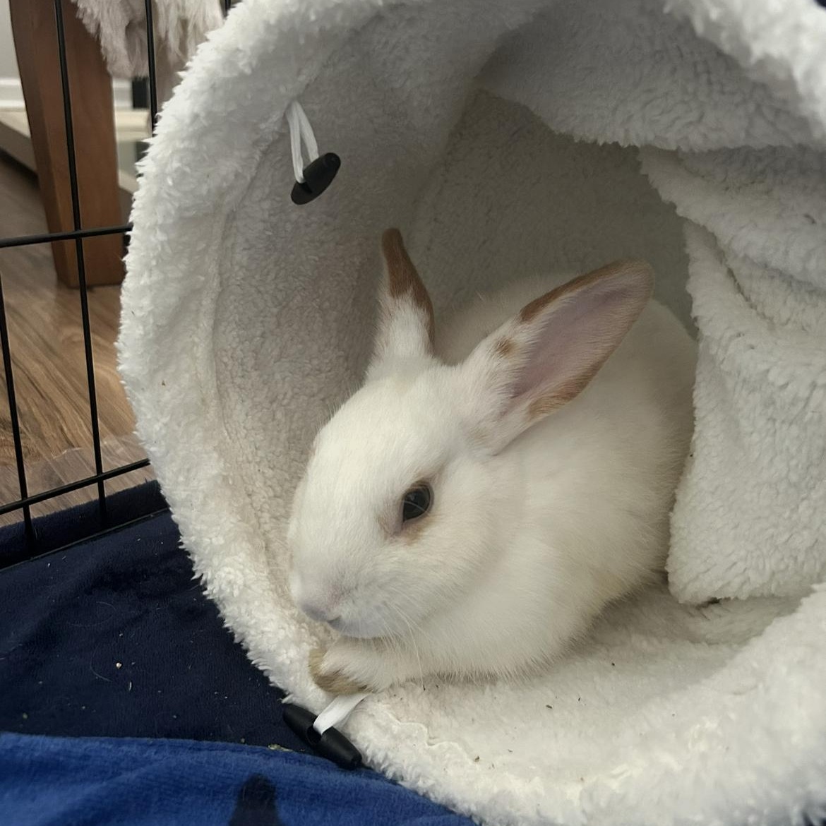 Enlarge Fred & George Weasley, a ADOPTABLE Bunny Rabbit in Bishopville, SC image 2/3