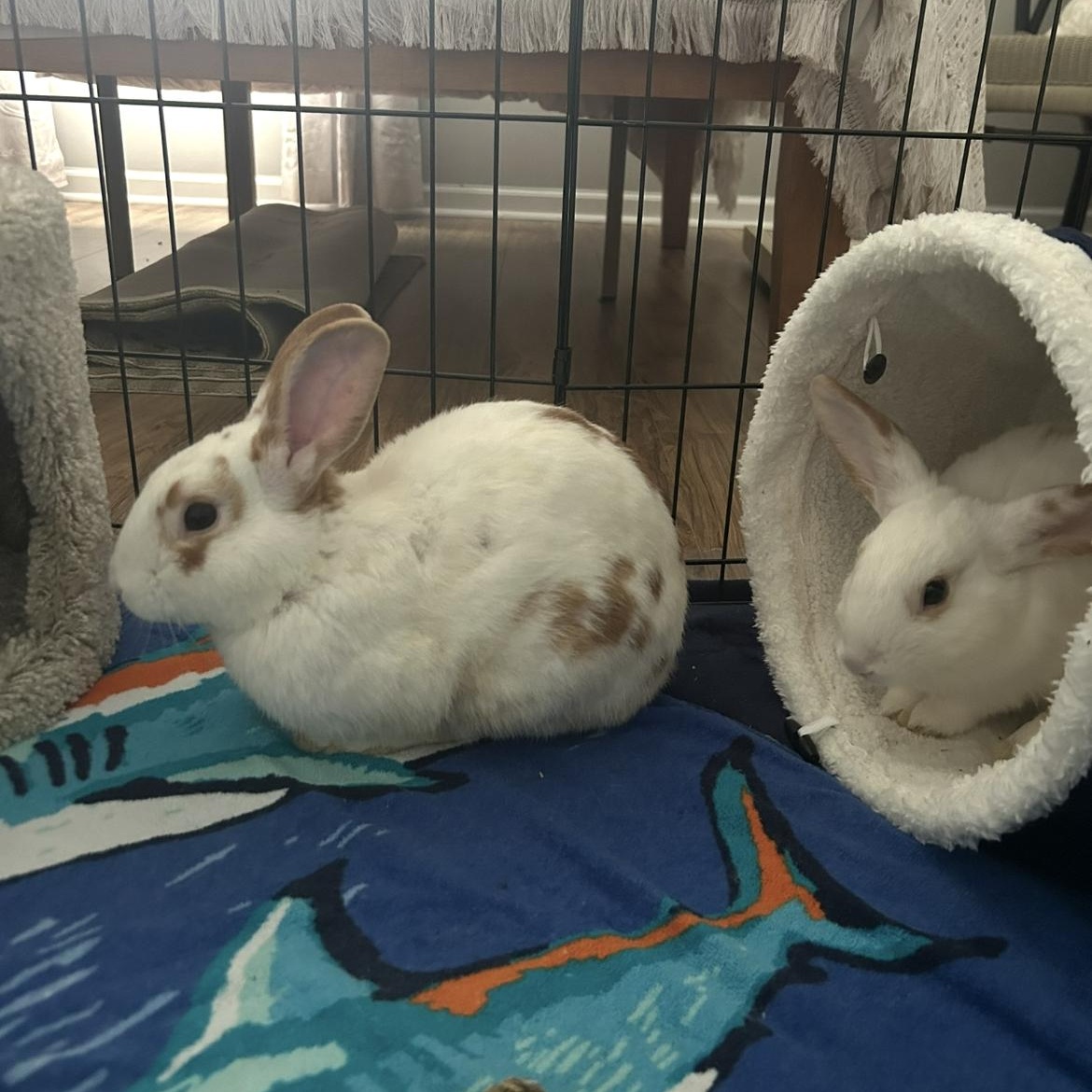 Enlarge Fred & George Weasley, a ADOPTABLE Bunny Rabbit in Bishopville, SC image 1/3