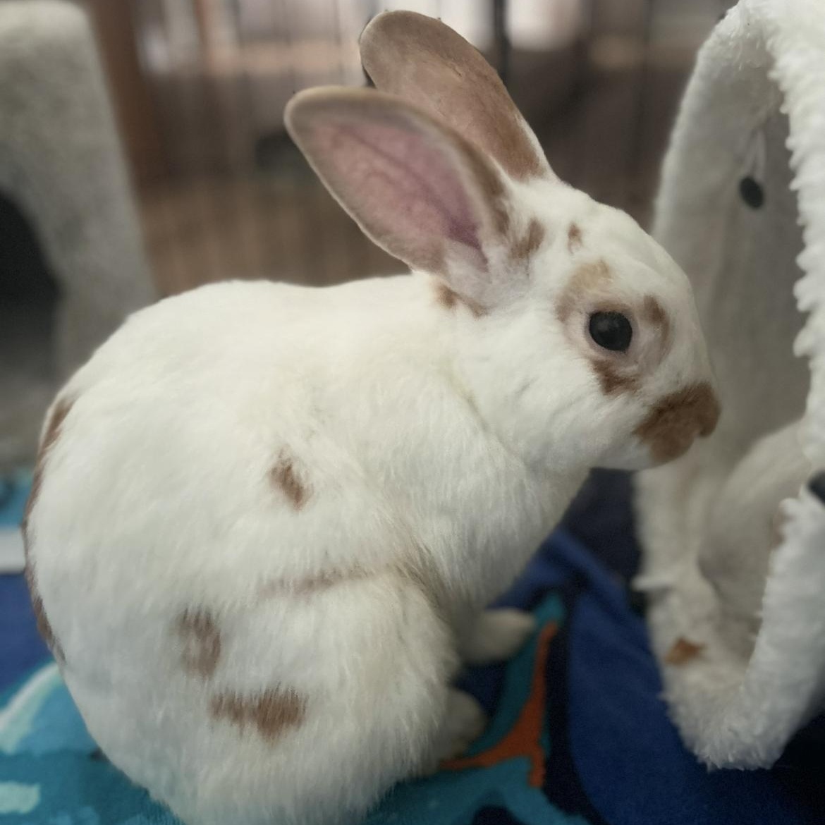 Enlarge Fred & George Weasley, a ADOPTABLE Bunny Rabbit in Bishopville, SC image 3/3