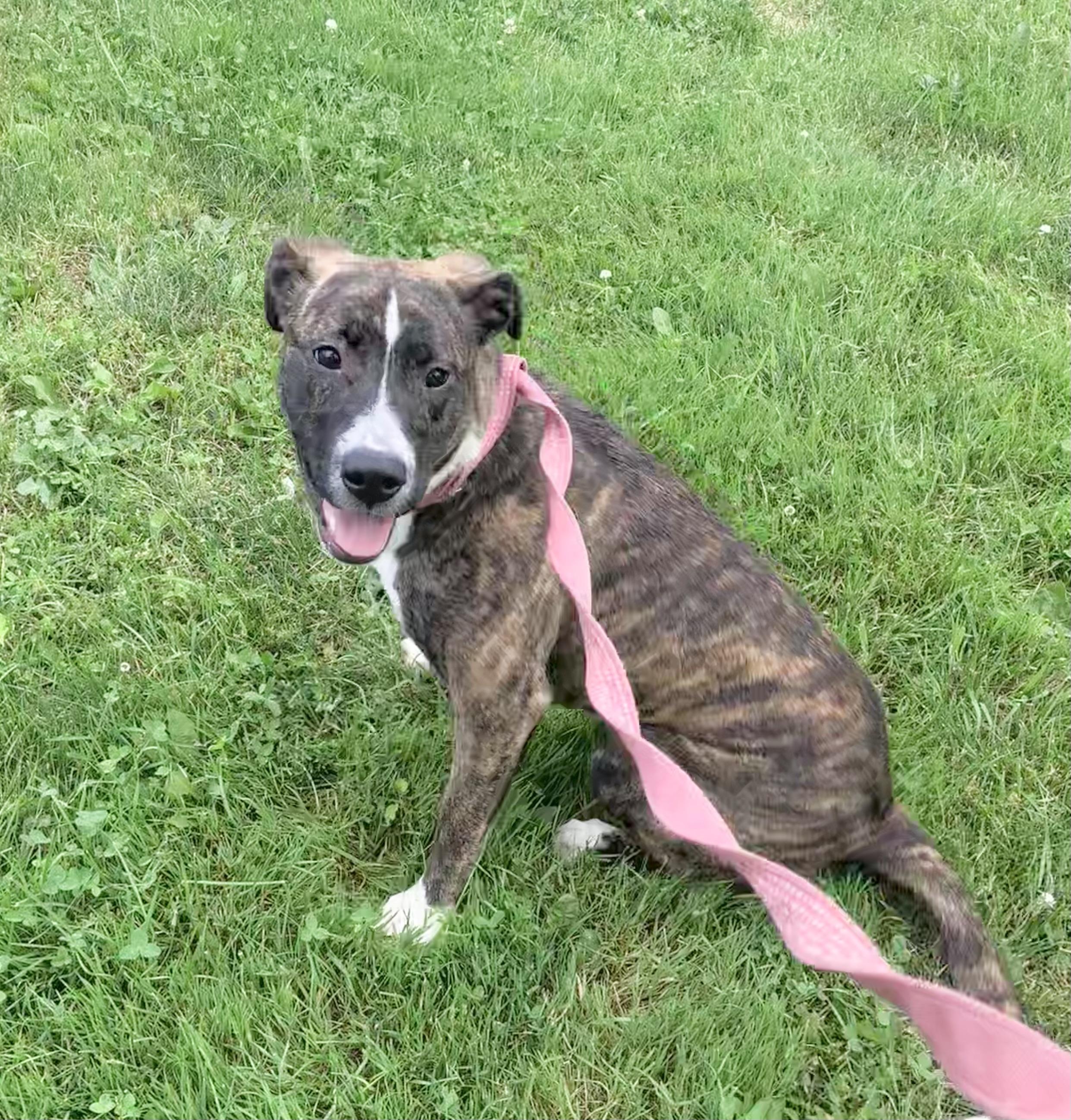 Rosie, Young Female Pit Bull Terrier