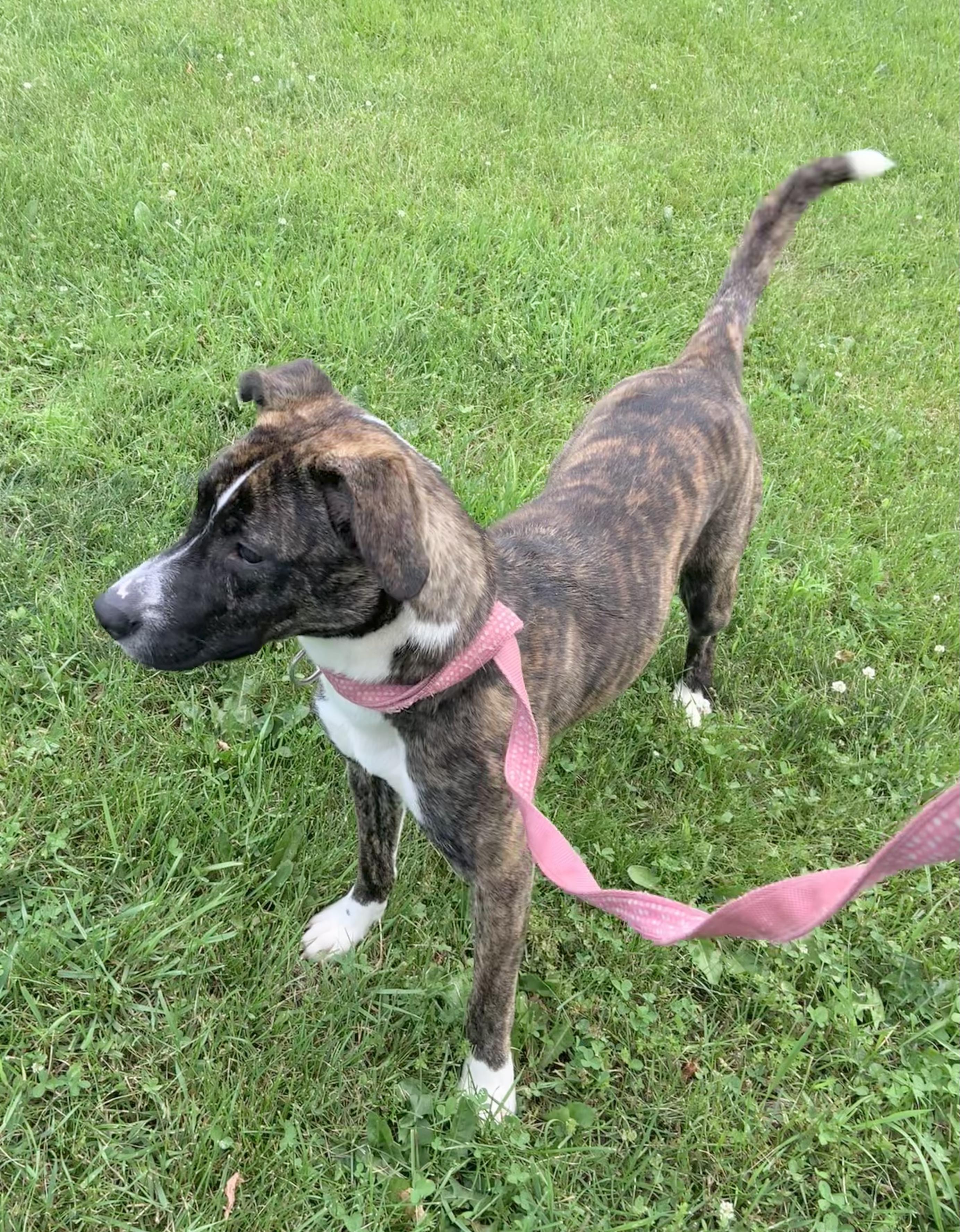 Rosie photo 2