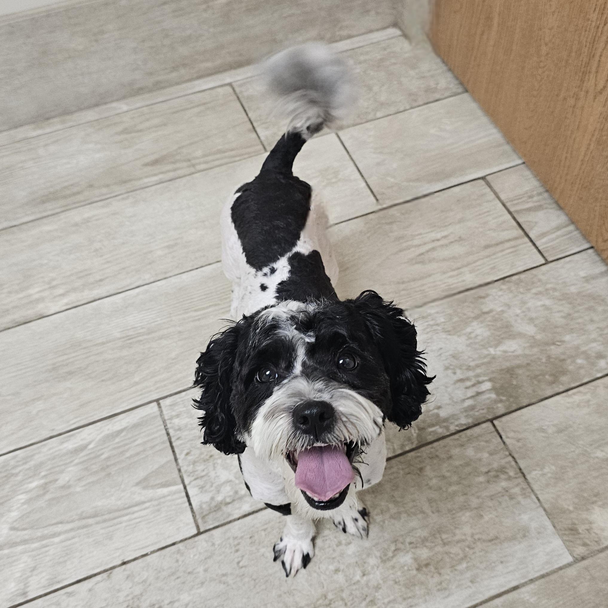BENTLEY, a Adoptable mixed breed in Fenton, MI image 5/6