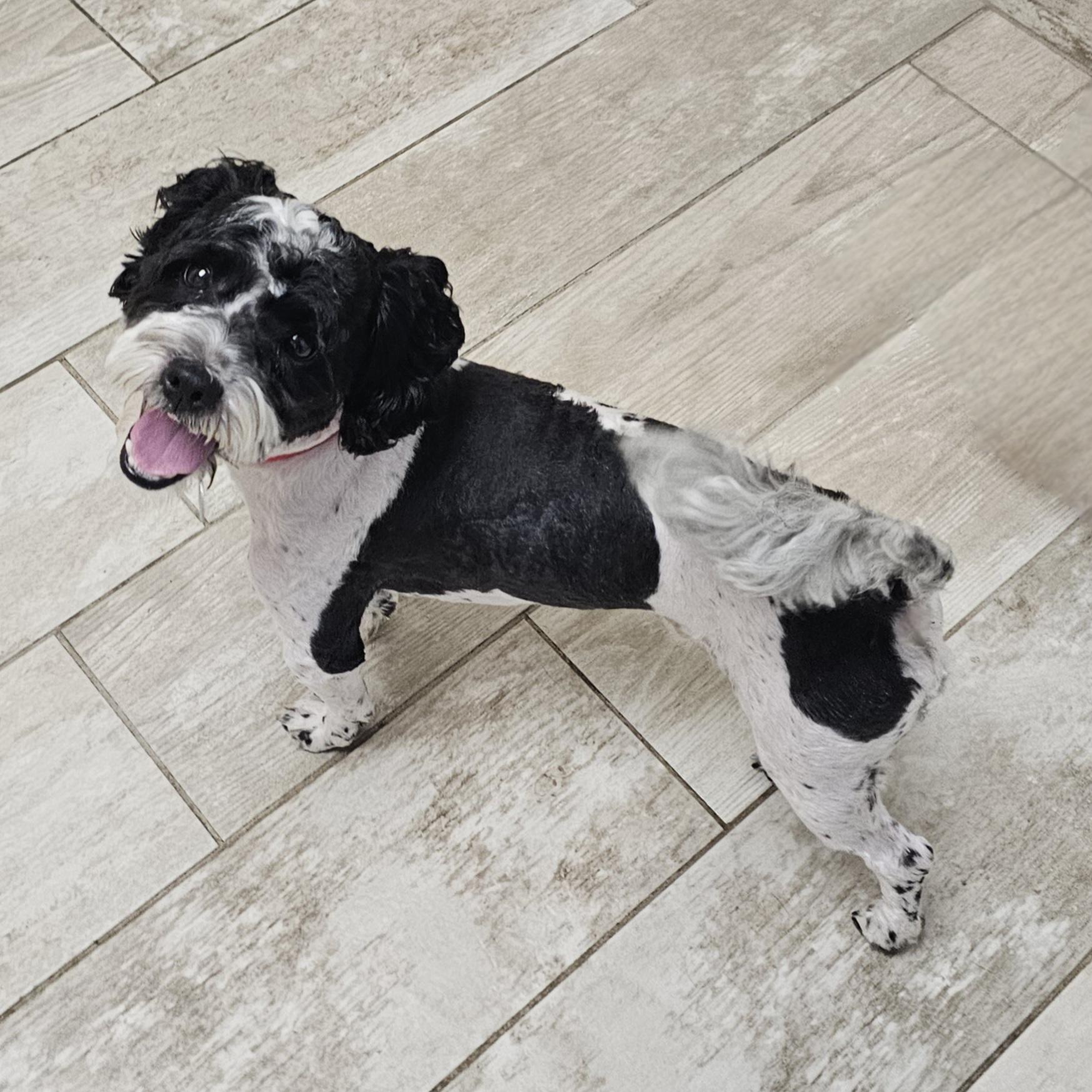 BENTLEY, a Adoptable mixed breed in Fenton, MI image 3/6
