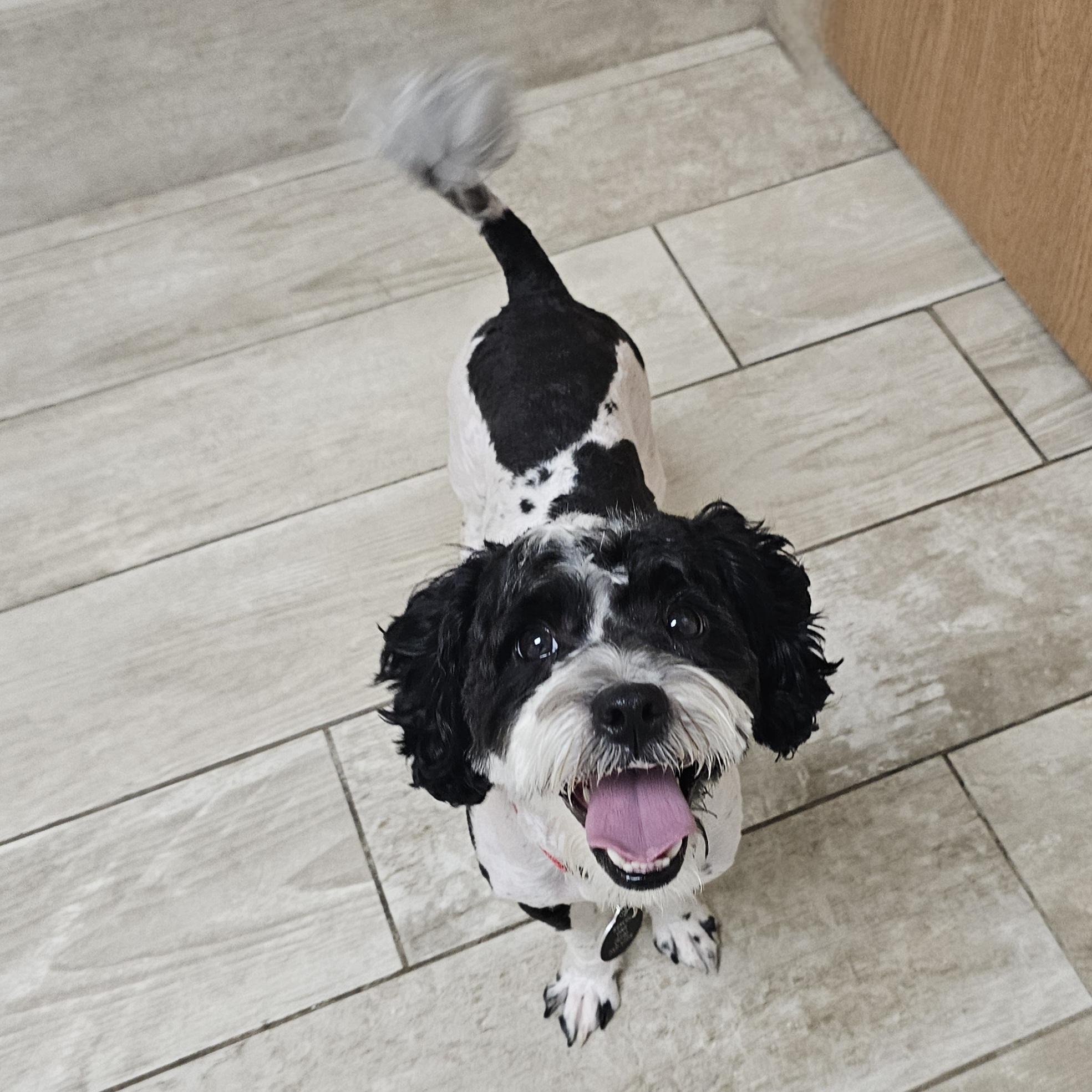 BENTLEY, a Adoptable mixed breed in Fenton, MI image 4/6