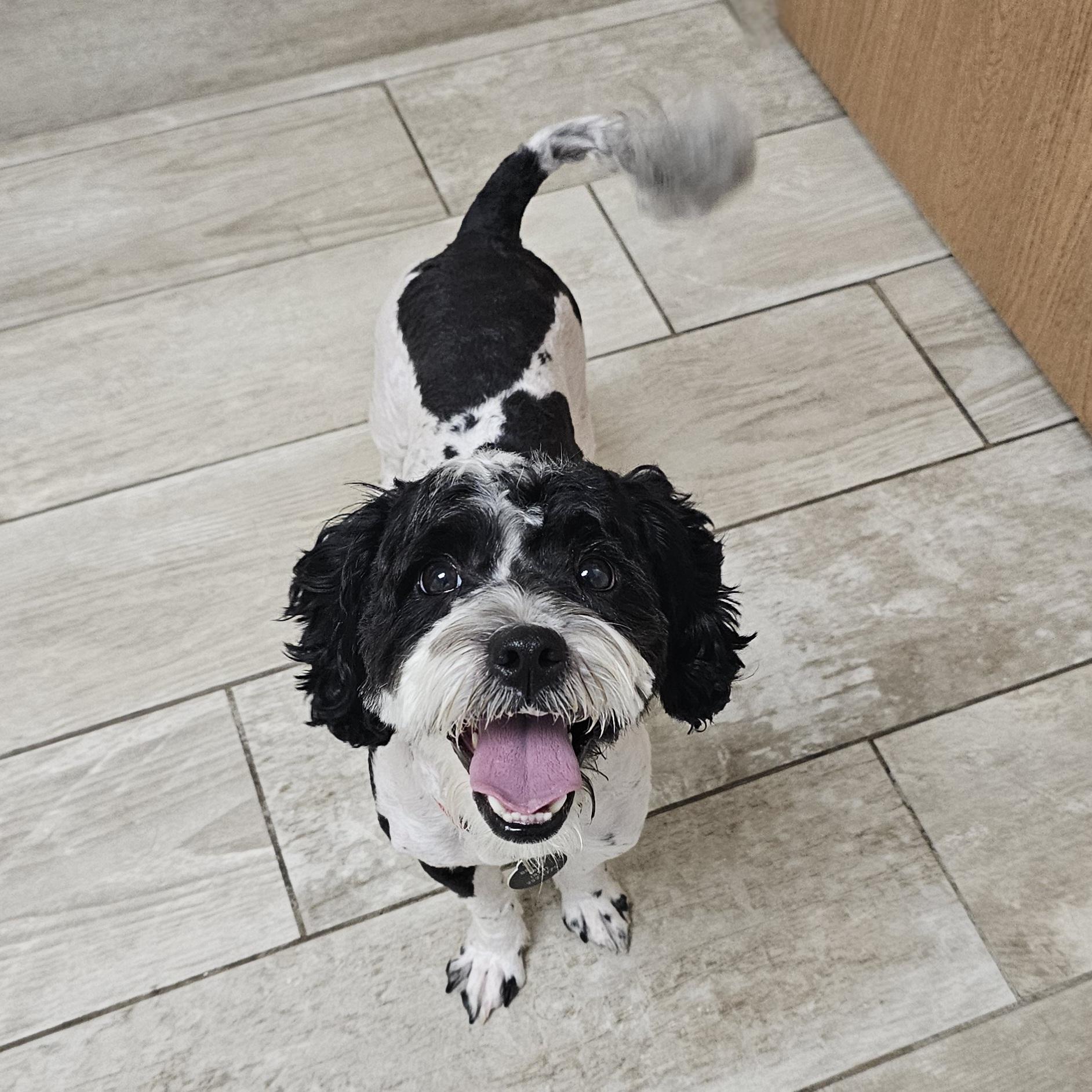 BENTLEY, Adoptable, Young Male Poodle & Cockapoo.