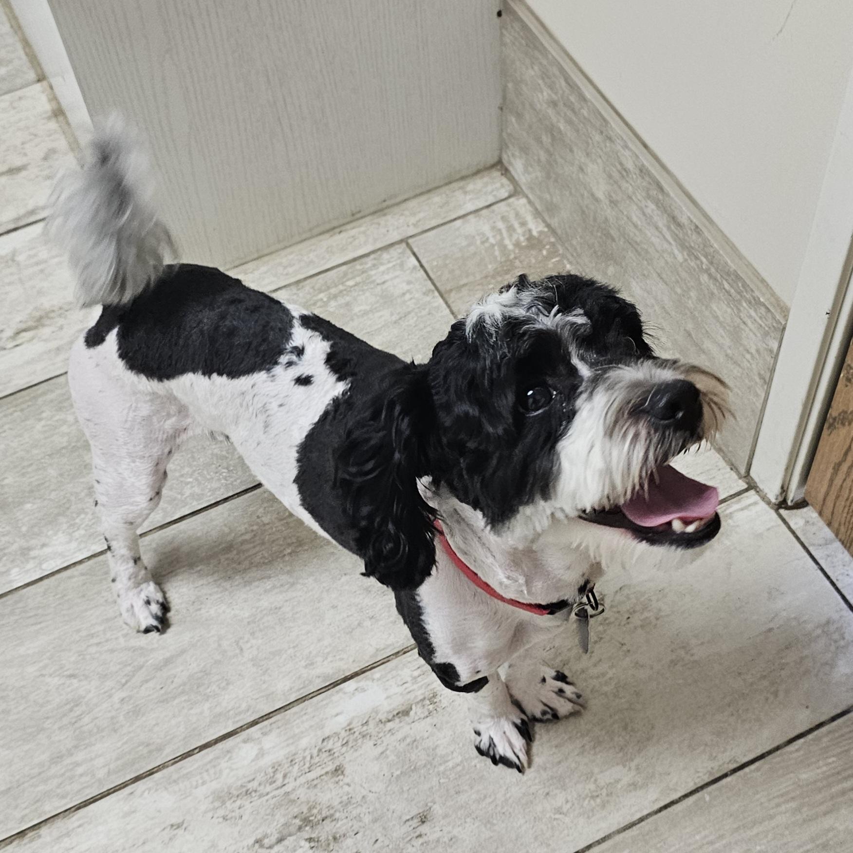 BENTLEY, a Adoptable mixed breed in Fenton, MI image 6/6