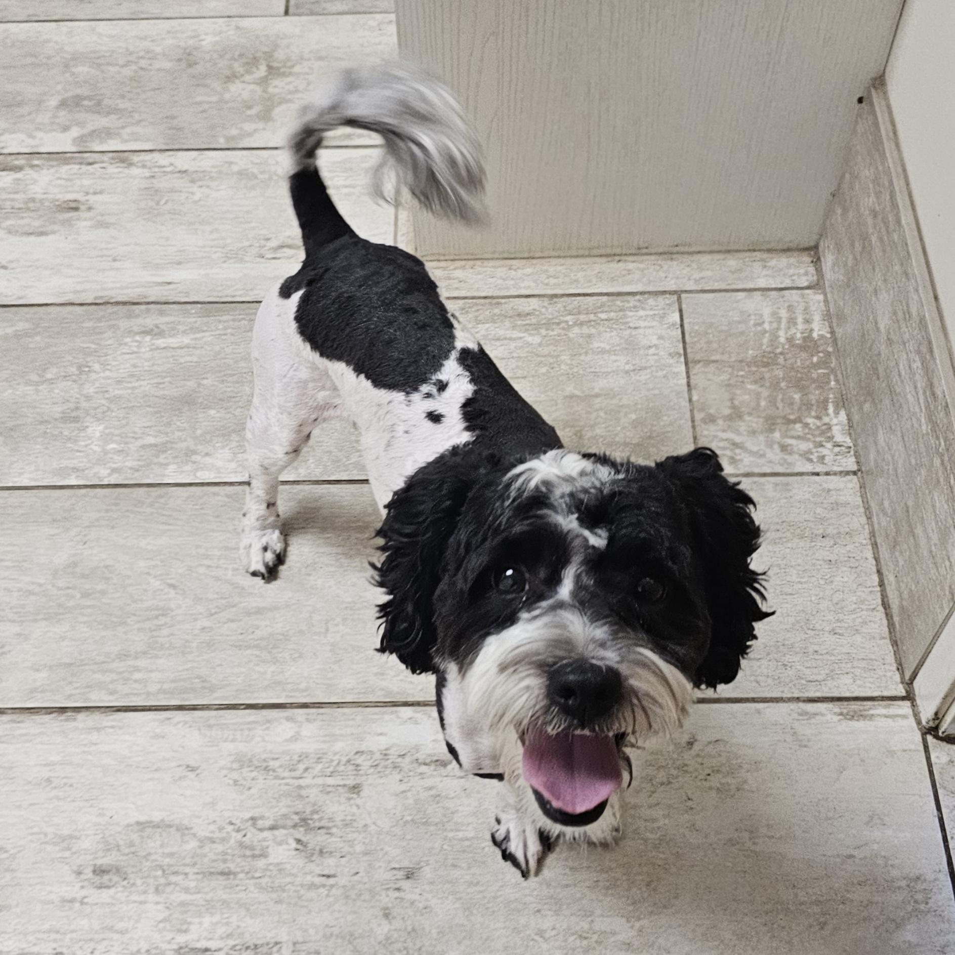 BENTLEY, a Adoptable mixed breed in Fenton, MI image 2/6