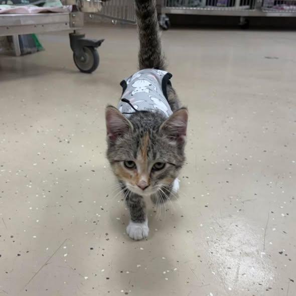 Fettucini, Adoptable, Young Female Domestic Short Hair.