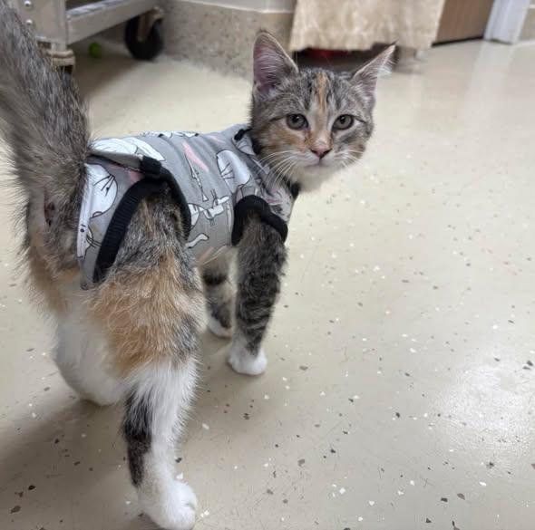 Fettucini thumbnail 2