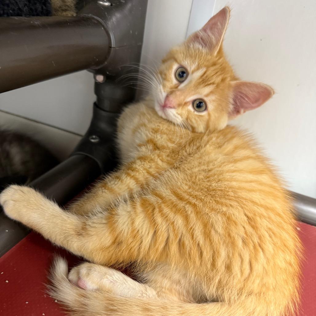 Zayn, Adoptable, Young Male Domestic Medium Hair.