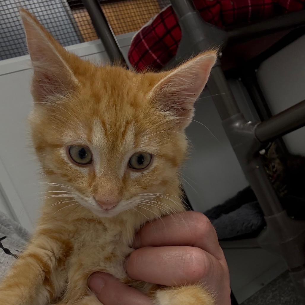 Zayn, a Adoptable Domestic Medium Hair in Carroll, IA image 2/6