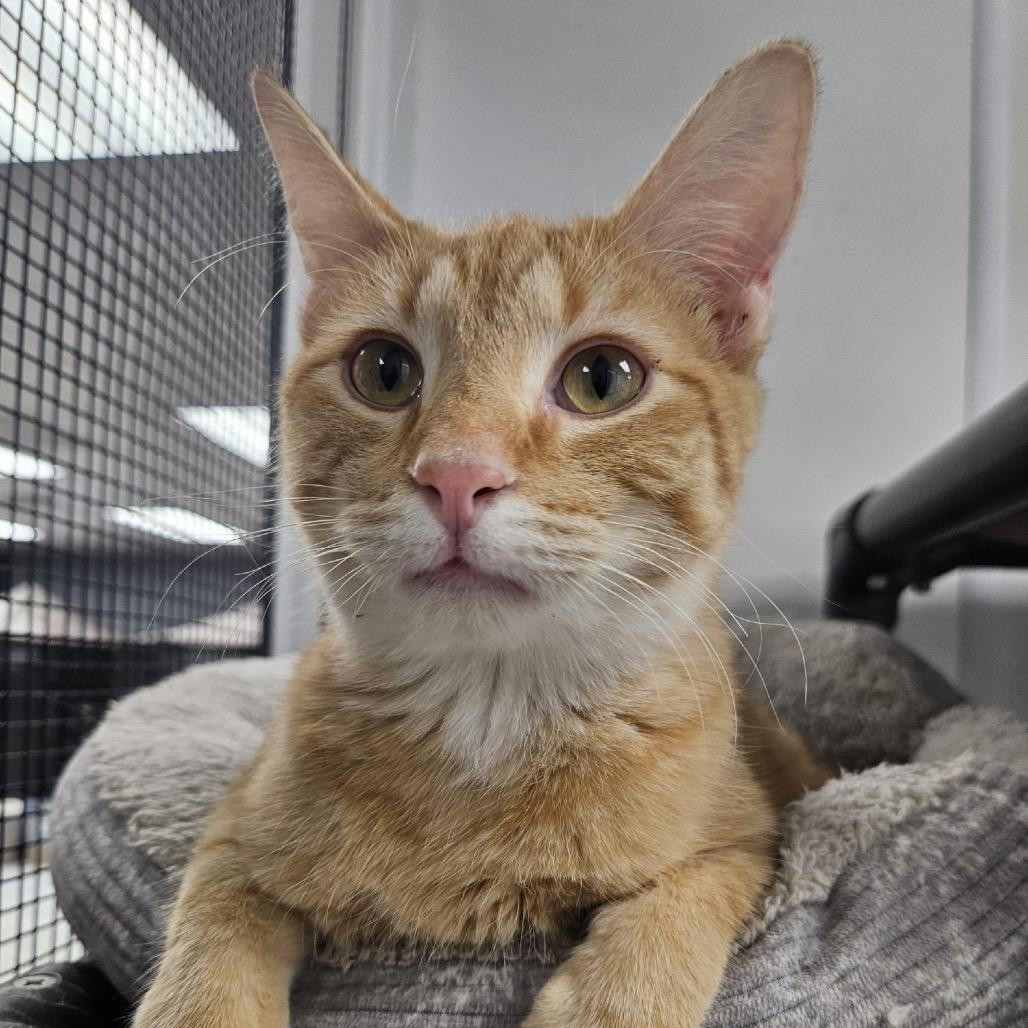 Zayn, a Adoptable Domestic Medium Hair in Carroll, IA image 3/6