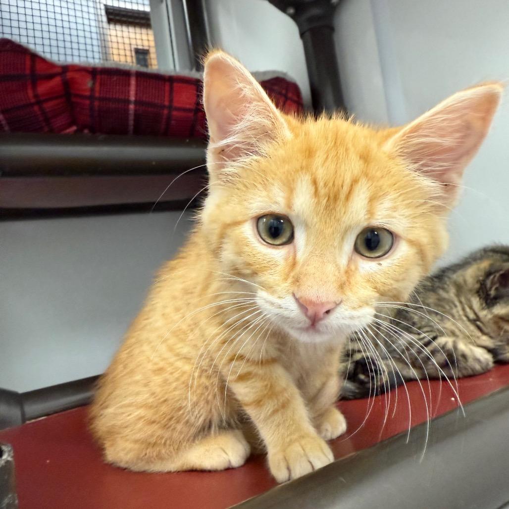 Zayn, a Adoptable Domestic Medium Hair in Carroll, IA image 4/6