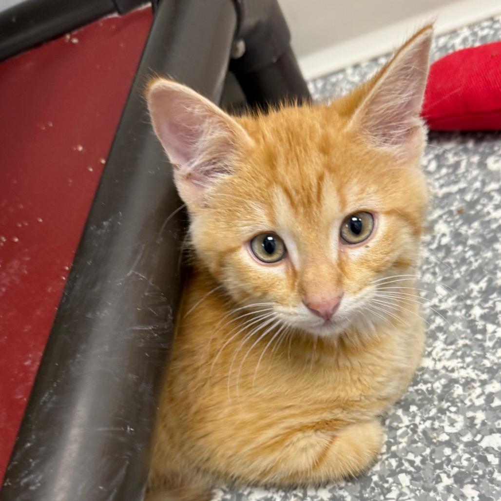 Zayn, a Adoptable Domestic Medium Hair in Carroll, IA image 5/6