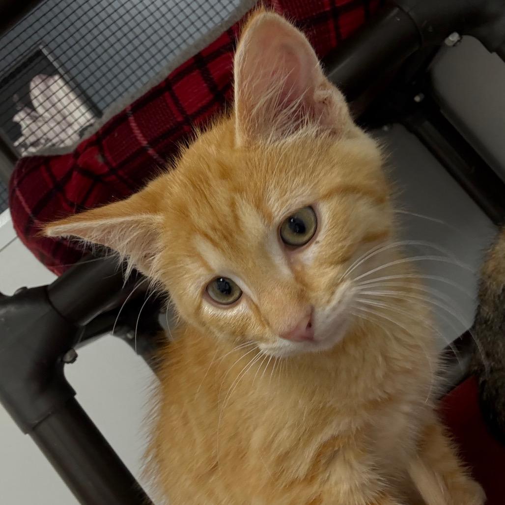 Zayn, a Adoptable Domestic Medium Hair in Carroll, IA image 6/6