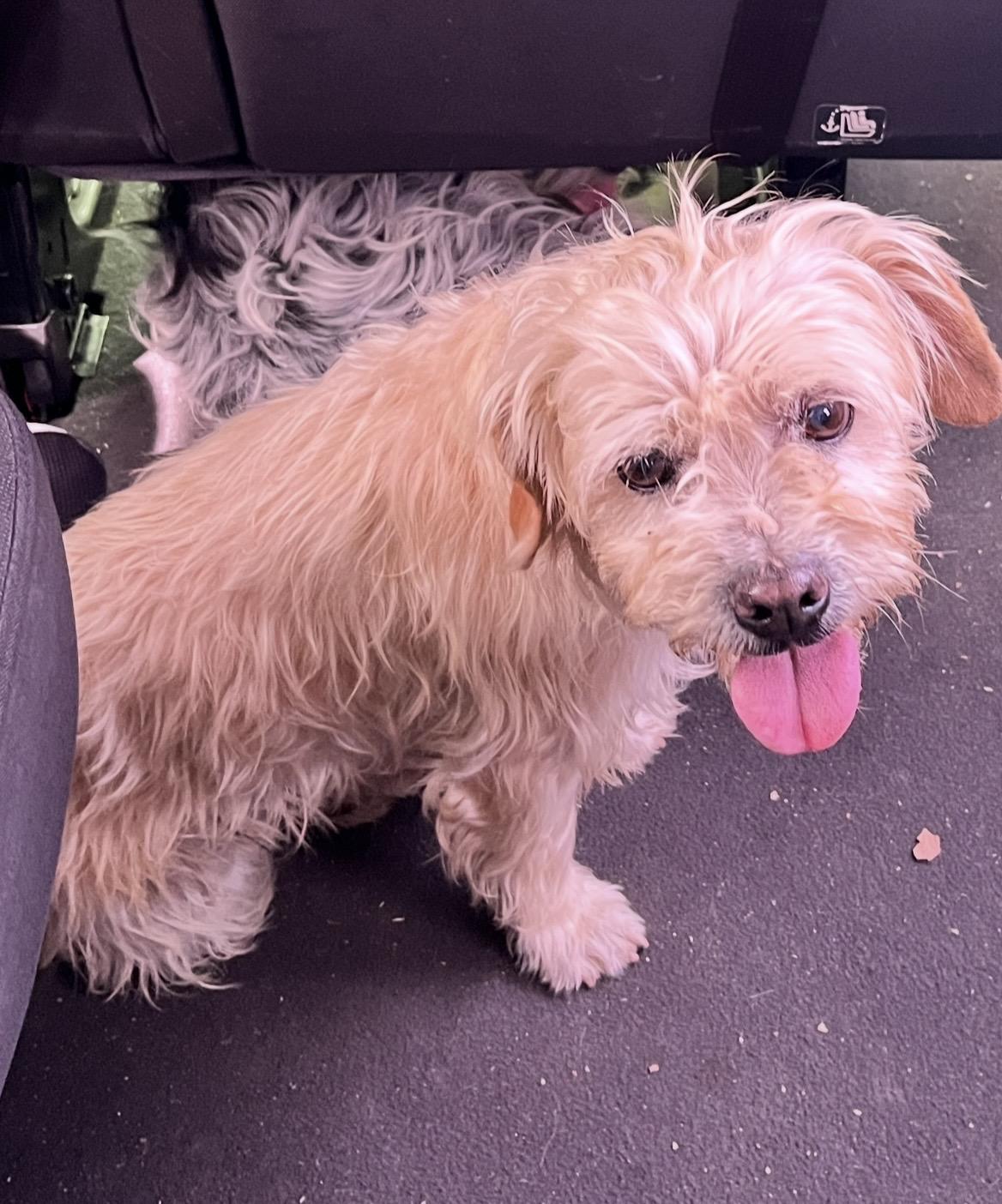JACK, ADOPTABLE, Adult Male Cairn Terrier.
