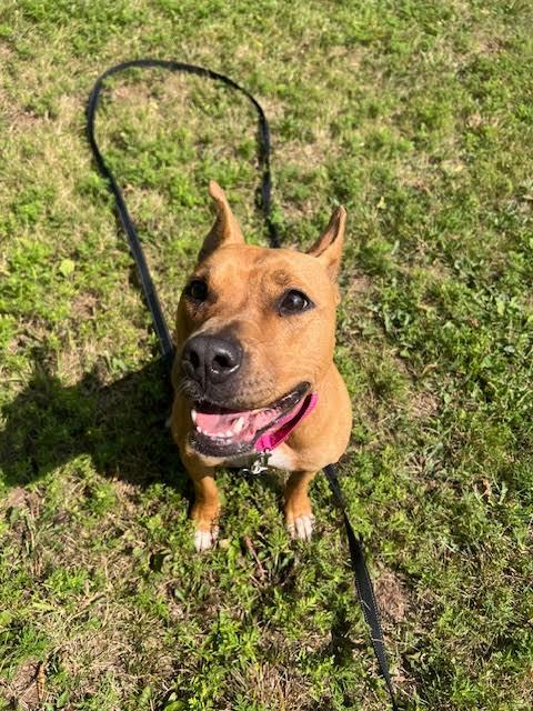 SKITTLES, an adoptable Pit Bull Terrier in Ironwood, MI, 49938 | Photo Image 1