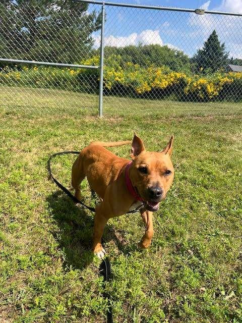 SKITTLES, an adoptable Pit Bull Terrier in Ironwood, MI, 49938 | Photo Image 2