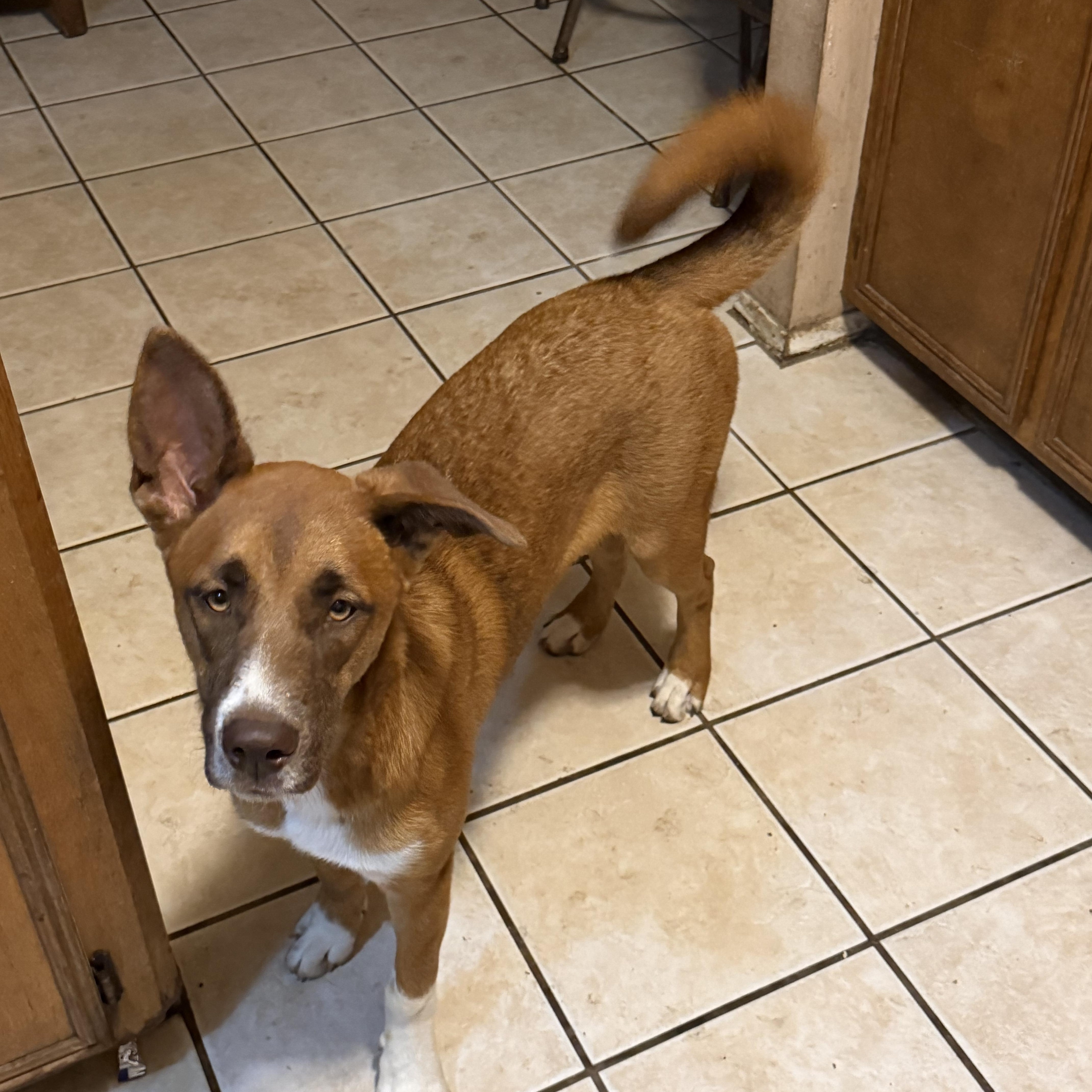 Ginger, ADOPTABLE, Puppy • Female, Australian Cattle Dog / Blue Heeler & Australian Kelpie.