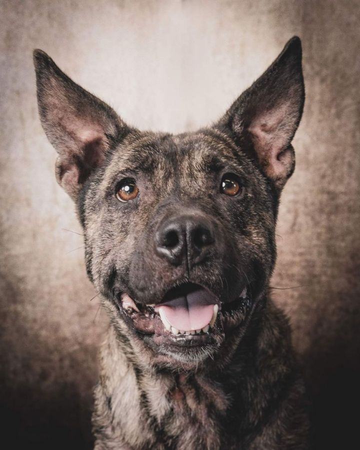 *Prince, an adoptable American Staffordshire Terrier in Justin, TX, 76247 | Photo Image 1
