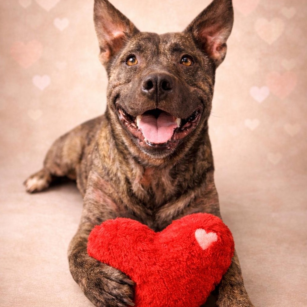 Enlarge *Prince, a Adoptable mixed breed in Justin, TX image 1/6