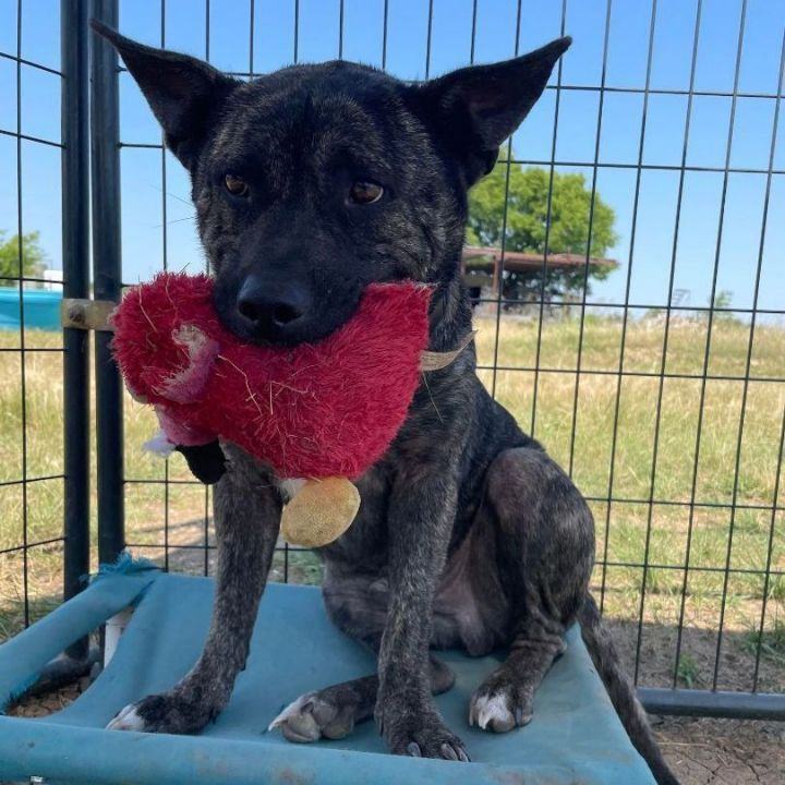 Enlarge *Prince, a Adoptable mixed breed in Justin, TX image 3/6