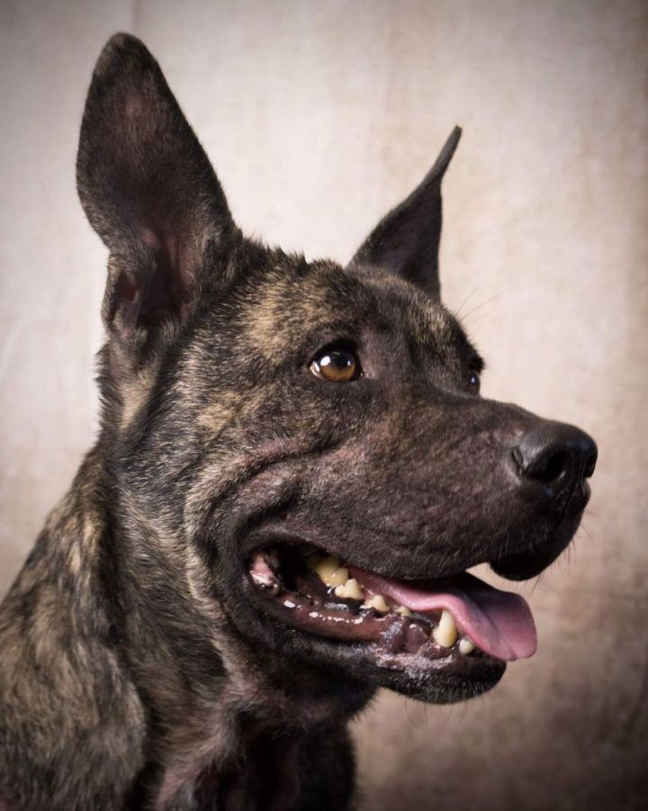 *Prince, an adoptable American Staffordshire Terrier in Justin, TX, 76247 | Photo Image 4