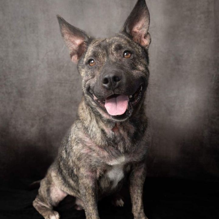 Enlarge *Prince, a Adoptable mixed breed in Justin, TX image 6/6