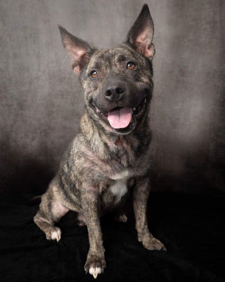 Enlarge *Prince, a Adoptable mixed breed in Justin, TX image 5/6